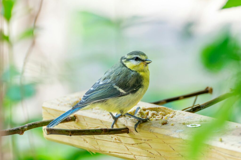 Miért érdemes minél több madárbarát bokrot és fát ültetni a kertünkbe?