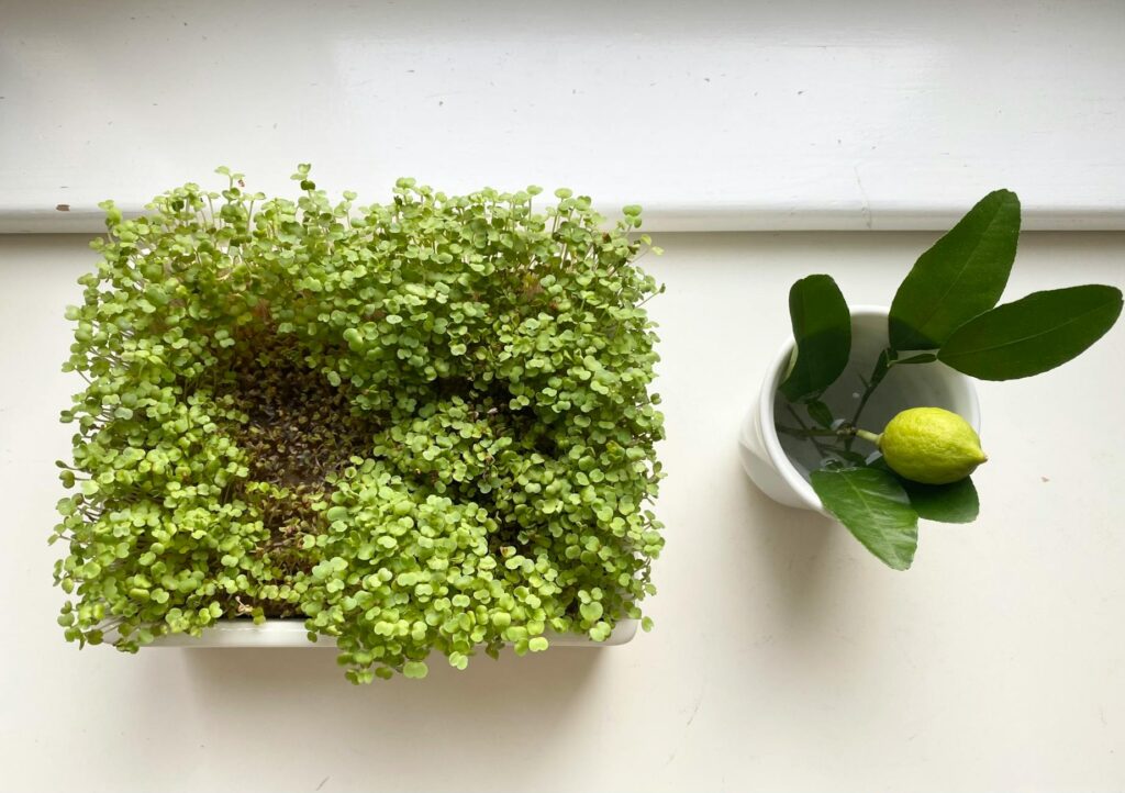 Így nevelhetünk friss és zamatos fűszernövényeket akár egy panellakás konyhájában is